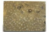 Polished Fossil Rugose Coral Slab - Morocco #276082-1